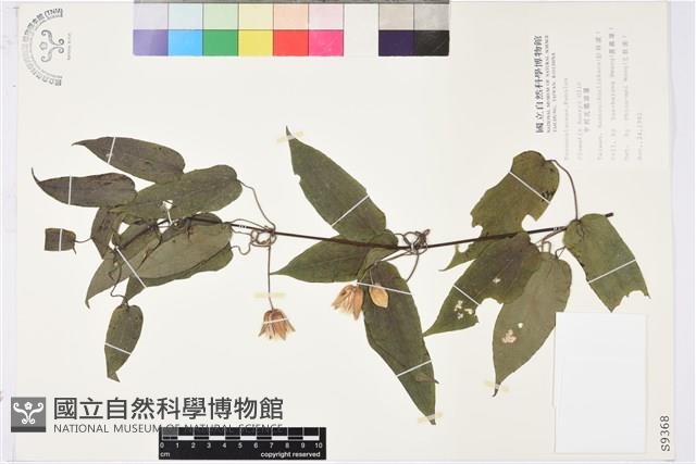 亨利氏鐵線蓮藏品圖，第2張