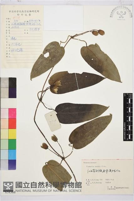 亨利氏鐵線蓮藏品圖，第1張