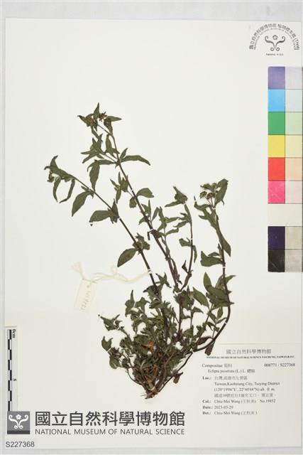 鱧腸藏品圖，第1張