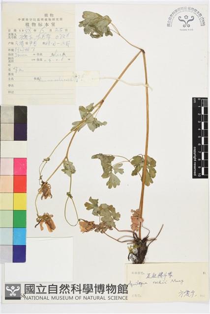 直距耬斗菜藏品圖，第1張