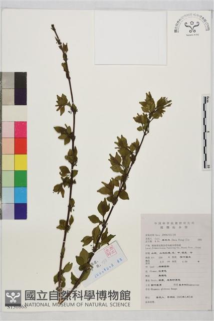 圓葉鼠李藏品圖，第1張