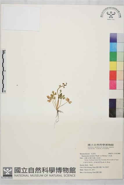 小毛茛藏品圖，第1張