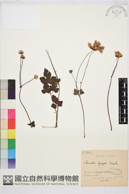 美花鐵線蓮藏品圖，第1張