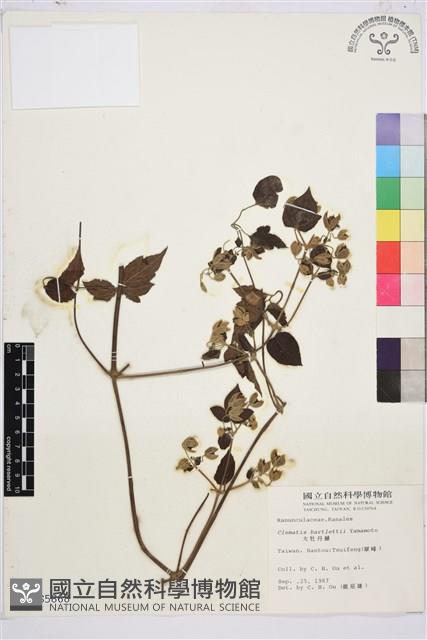 巴氏鐵線蓮藏品圖，第1張