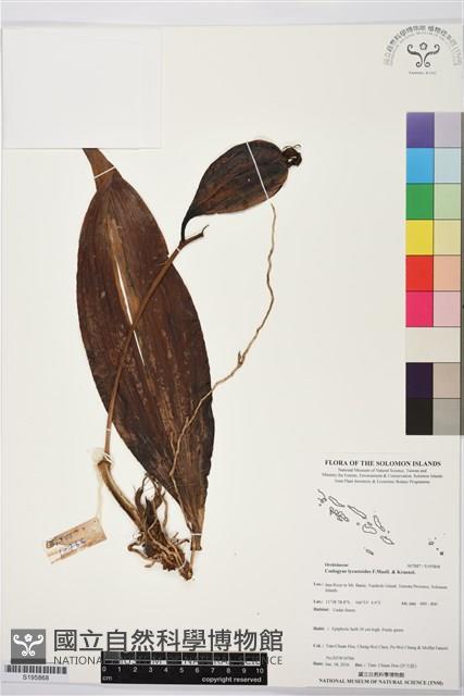 登錄號:S195868藏品圖，第1張