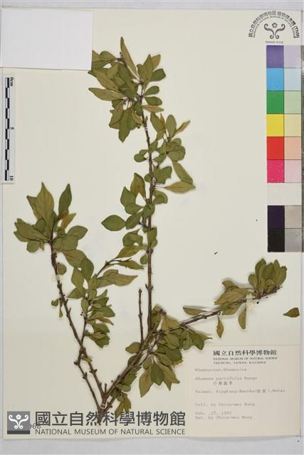 小葉鼠李藏品圖，第1張