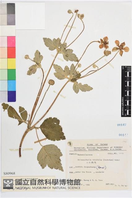 小白頭翁、野棉花藏品圖，第1張