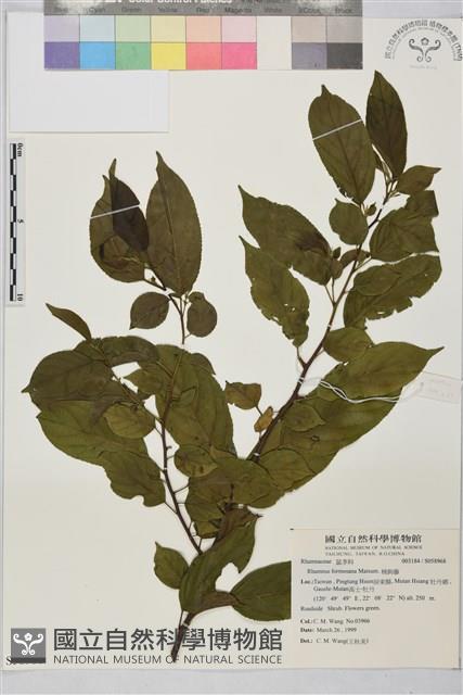 桶鉤藤藏品圖，第1張