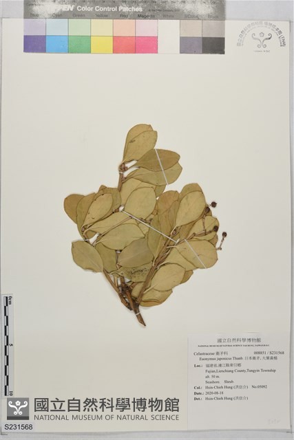日本衛矛, 大葉黃楊藏品圖，第1張