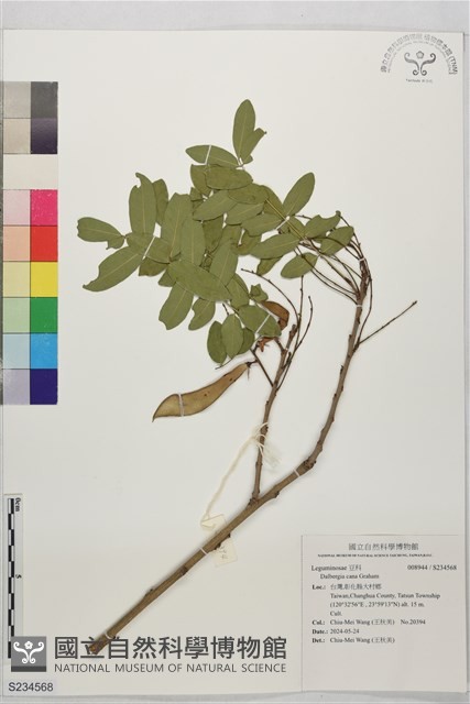 登錄號:S234568藏品圖，第1張
