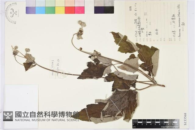 大火草藏品圖，第1張