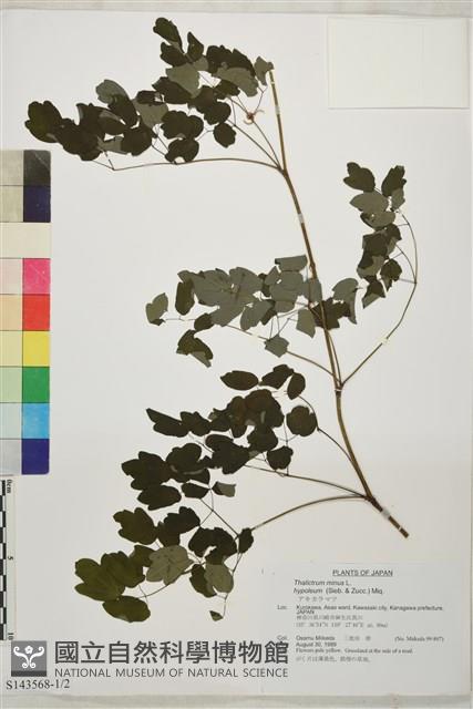 東亞唐松草藏品圖，第1張