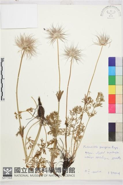 登錄號:S097568藏品圖，第1張