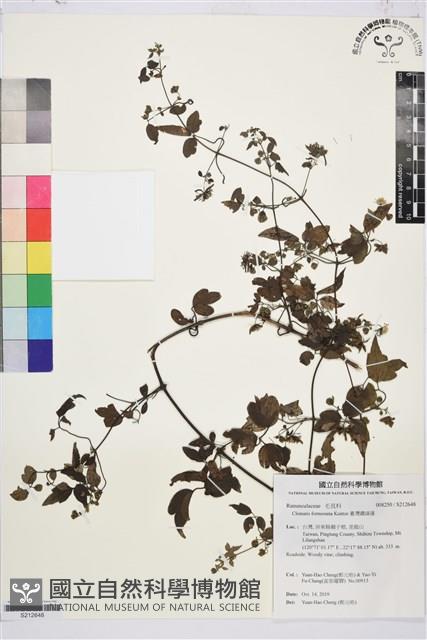 臺灣鐵線蓮藏品圖，第1張