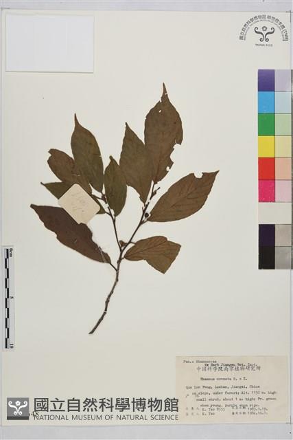 鈍齒鼠李藏品圖，第1張