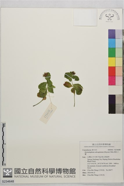 穗花八寶藏品圖，第1張