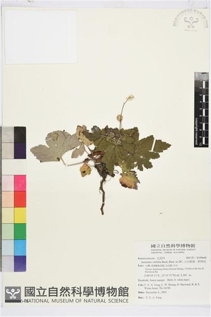 小白頭翁、野棉花藏品圖，第1張