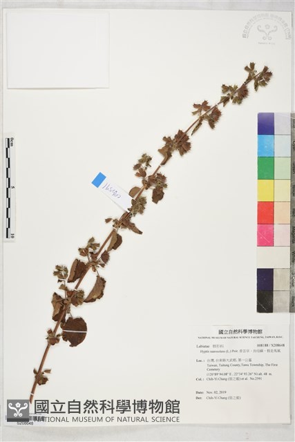 香苦草、狗母蘇、假走馬風藏品圖，第1張
