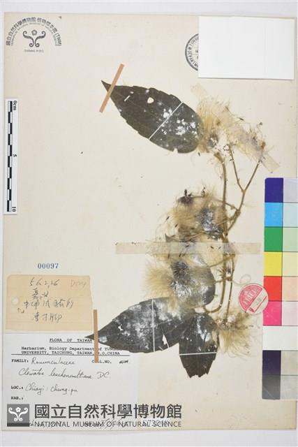 銹毛鐵線蓮藏品圖，第1張