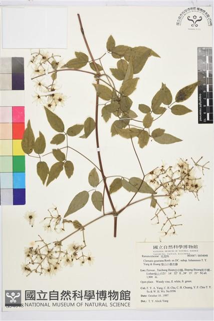 梨山小蓑衣藤藏品圖，第2張