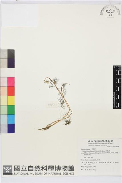 水毛茛藏品圖，第1張