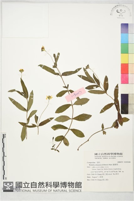 蟛蜞菊藏品圖，第1張