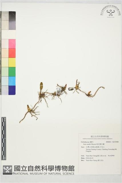 綠花寶石蘭藏品圖，第1張