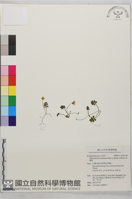 海螺菊藏品圖，第1張