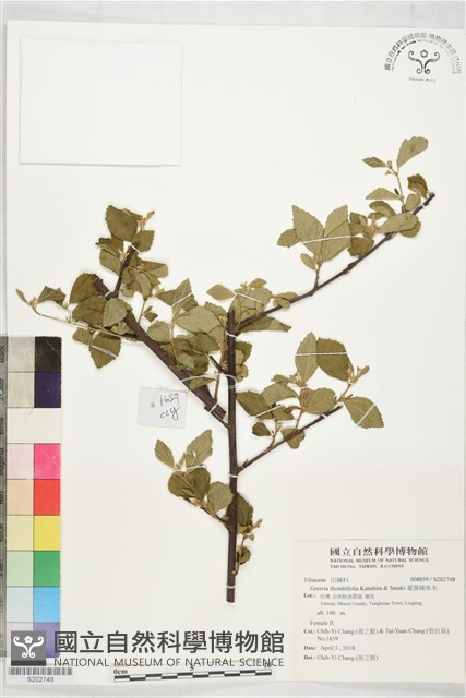 菱葉捕魚木藏品圖，第1張