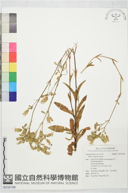 登錄號:S232748藏品圖，第1張