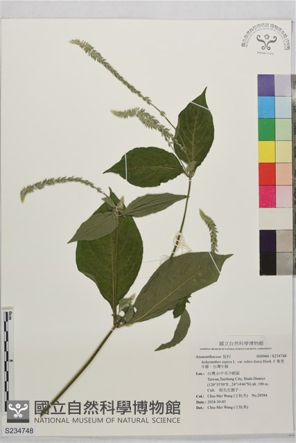 紫莖牛膝、台灣牛膝藏品圖，第1張