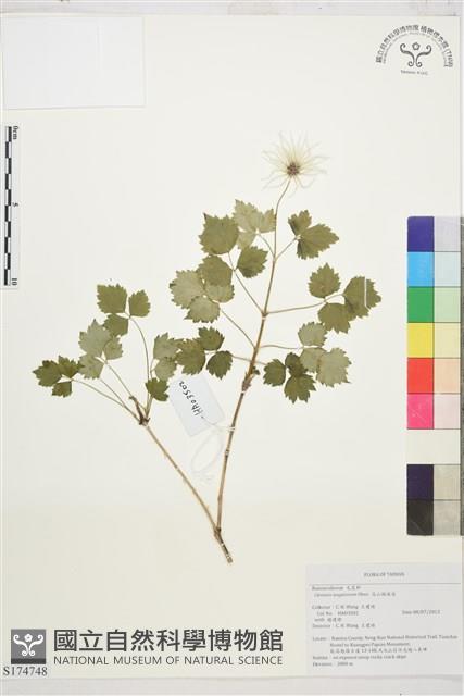 高山鐵線蓮藏品圖，第1張