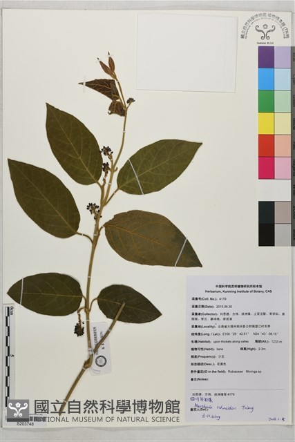 四川牛奶菜藏品圖，第1張