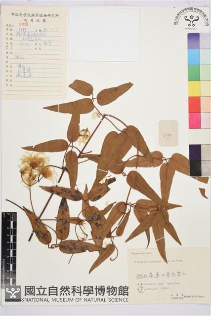 山木通藏品圖，第1張