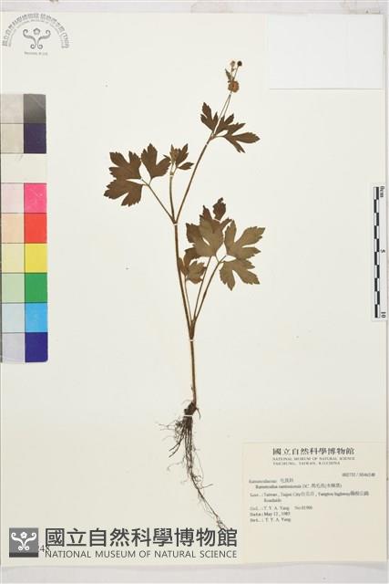 水辣菜、禺毛茛藏品圖，第1張