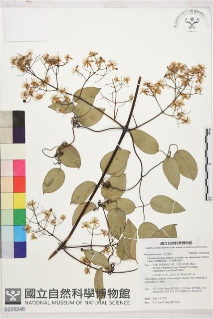 沖繩鐵線蓮（毛果鐵線蓮）藏品圖，第1張