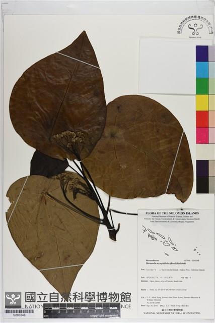 蓮葉桐藏品圖，第1張