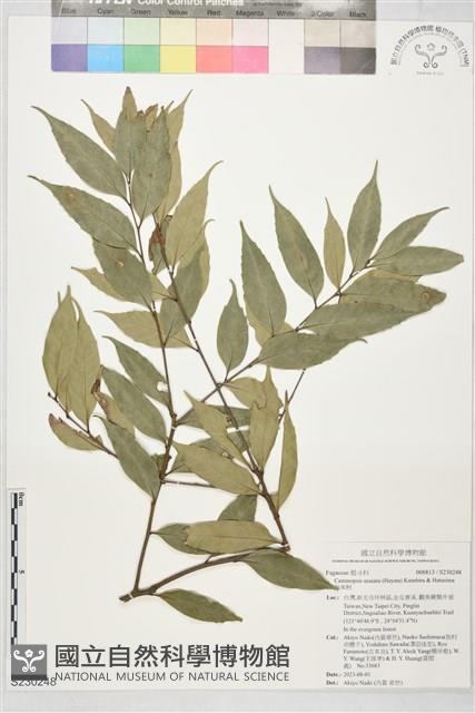 烏來柯藏品圖，第1張