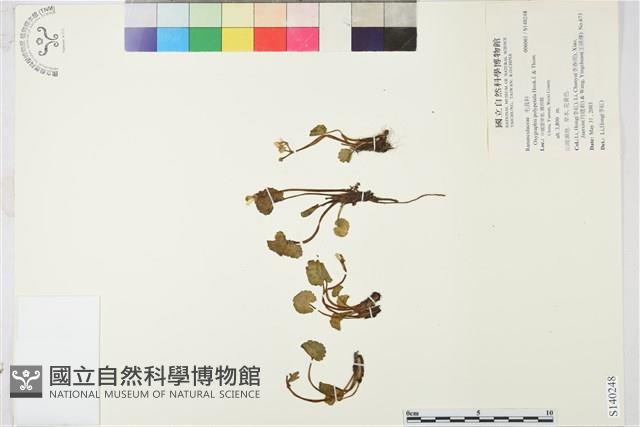 登錄號:S140248藏品圖，第1張