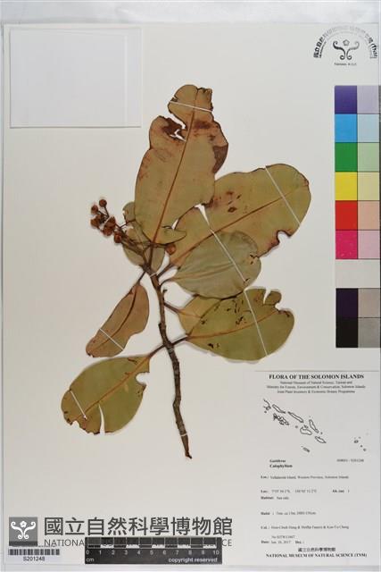 登錄號:S201248藏品圖，第1張