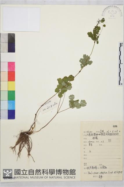 狹序唐松草藏品圖，第1張