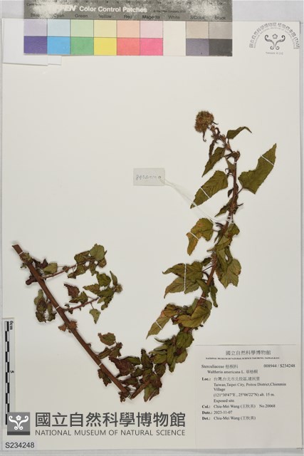 草梧桐藏品圖，第1張
