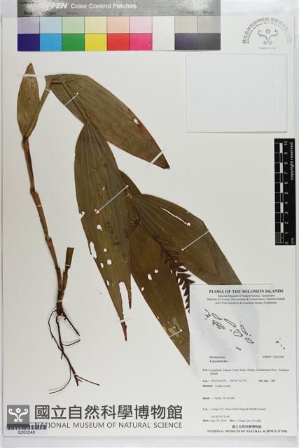 登錄號:S203248藏品圖，第1張