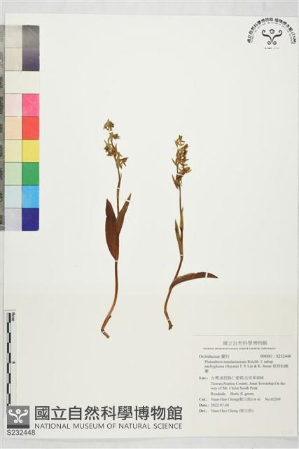 厚唇粉蠂蘭藏品圖，第1張