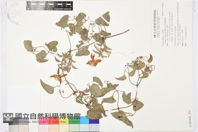 屏東鐵線蓮藏品圖，第1張