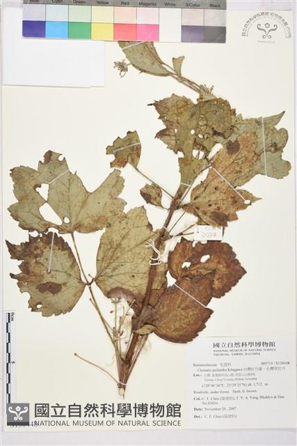 台灣牡丹藤、台灣草牡丹藏品圖，第2張