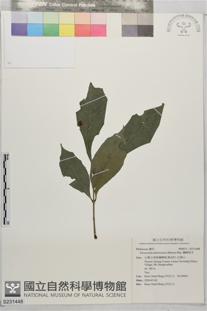 蘭嶼堅木藏品圖，第1張