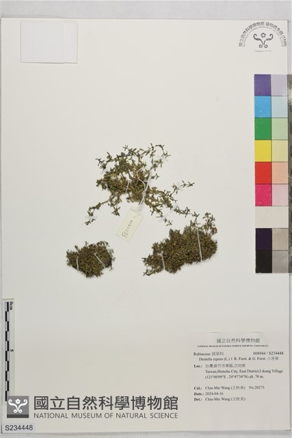 小牙草藏品圖，第1張