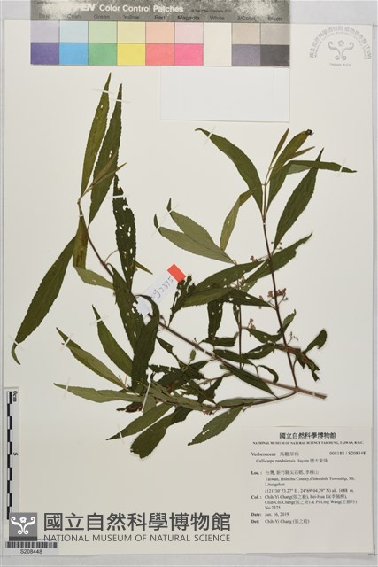 巒大紫珠藏品圖，第1張