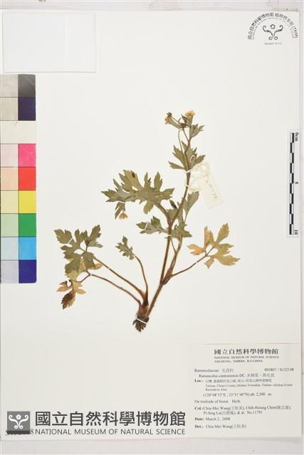 水辣菜、禺毛茛藏品圖，第1張